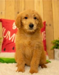 Goldendoodle Puppies for Sale