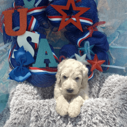 Goldendoodle male puppies