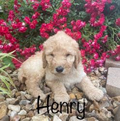 Goldendoodle (Henry)