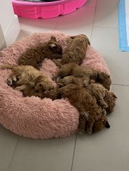 Micro Mini Goldendoodles looking for their forever home