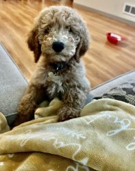 13week old goldenDoodle looking for a new home