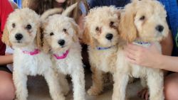 Goldendoodle Puppies ready for new home