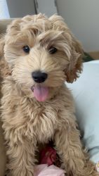 Loving golden doodle puppy needs good home