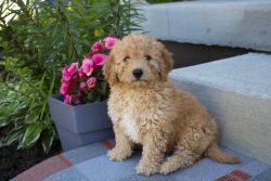 F1B Hypoallergenic Mini Goldendoodle Puppies For Sale (Shipping)