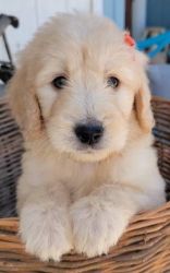 male Goldendoodle puppy