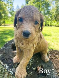 Adorable Goldendoodle Puppies for Sale