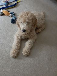 Beautiful Goldendoodle puppy for sale