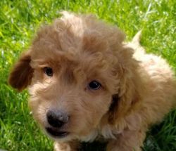 male and female Mini Goldendoodle Puppies