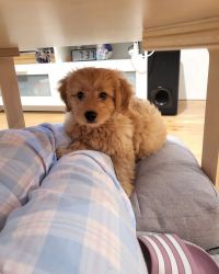 Goldendoodle Puppies Available for sale.