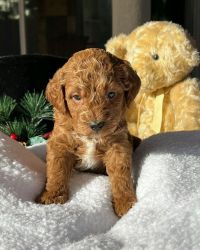 golden doodle puppy for sale