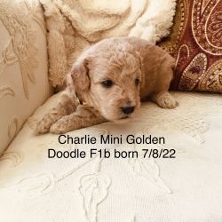 Mini golden doodle pups