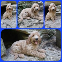 Apricot colored Goldendoodle puppies ready now!