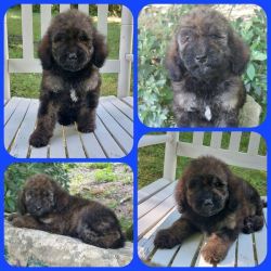 Goldendoodle litter with a variety of colors!