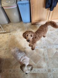 Rehoming Mini Goldendoodle