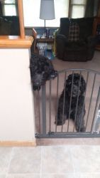 2 beautiful F1 Black Goldendoodle Sisters looking for a younger family