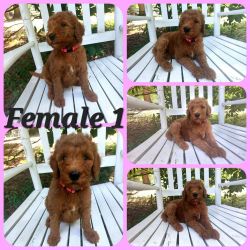 Red Moyen Goldendoodle Puppies!