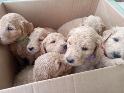 F1B Goldendoodle Puppies