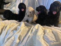 Goldendoodles re-home my fee. Accepting deposits