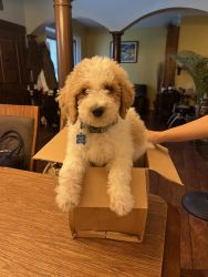 F1bb goldendoodle puppy
