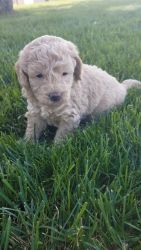 F1B Goldendoodle Male