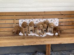 Goldendoodle puppies Ready Today