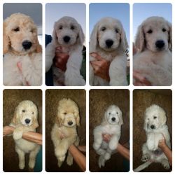 8 Sweet goldendoodles to choose from
