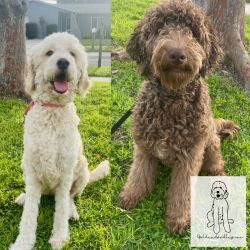 Goldendoodles puppies due September 2022
