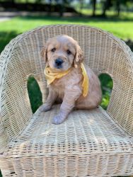 F2 Goldendoodle Female Puppy