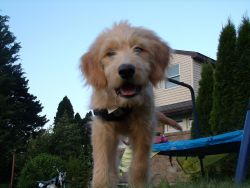 7 month old male Goldendoodle