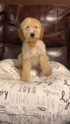 GoldenDoodle female puppy for sale