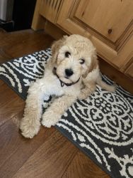 Oakley- Female Goldendoodle Puppy