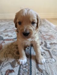Naturally Reared (Holistic) F1B Goldendoodle puppies, mini