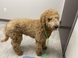 Fun, loving, and enjoyable golden doodle
