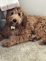 10 month old mini goldendoodle