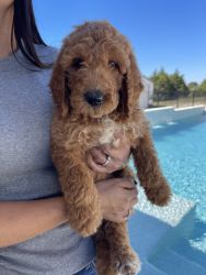 F2b Goldendoodle puppy