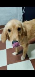 4 months old golden retriever female dog for sale