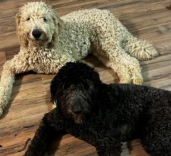 Muddy Doodle Farms GoldenDoodle Puppies