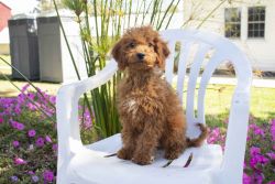 F1B Mini Goldendoodle Puppies For Sale