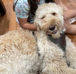 Goldendoodle snickers