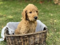 Goldendoodle Male Buddy