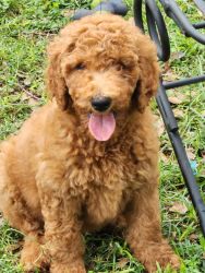 Beautiful standard 9 week old F1b Goldendoodles. Sweet and playful!