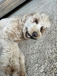 Rehoming our goldendoodle