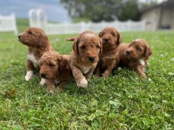 Goldon doodles puppies for sale