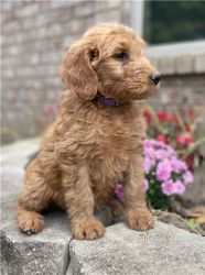 Goldendoodle puppies ready for a new home