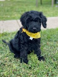 Black Goldendoodle Puppy