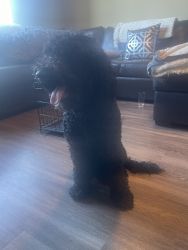 Black Goldendoodle need a new home