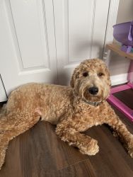 Selling Goldendoodle