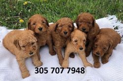 Check our cute Goldendoodle puppies for sale xxxxxxxxxx