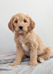 Adorable F1 Goldendoodle puppies