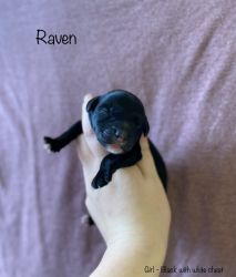 Raven - Black F1b Golden Doodle